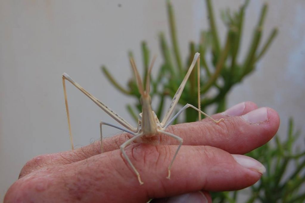 Truxalis nasuta (Acrididae) nel sud della Tunisia